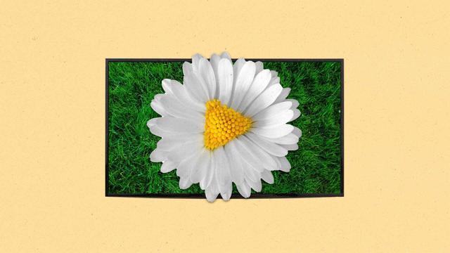 A daisy with a play button-shaped yellow center emerges from a TV showing grass on screen
